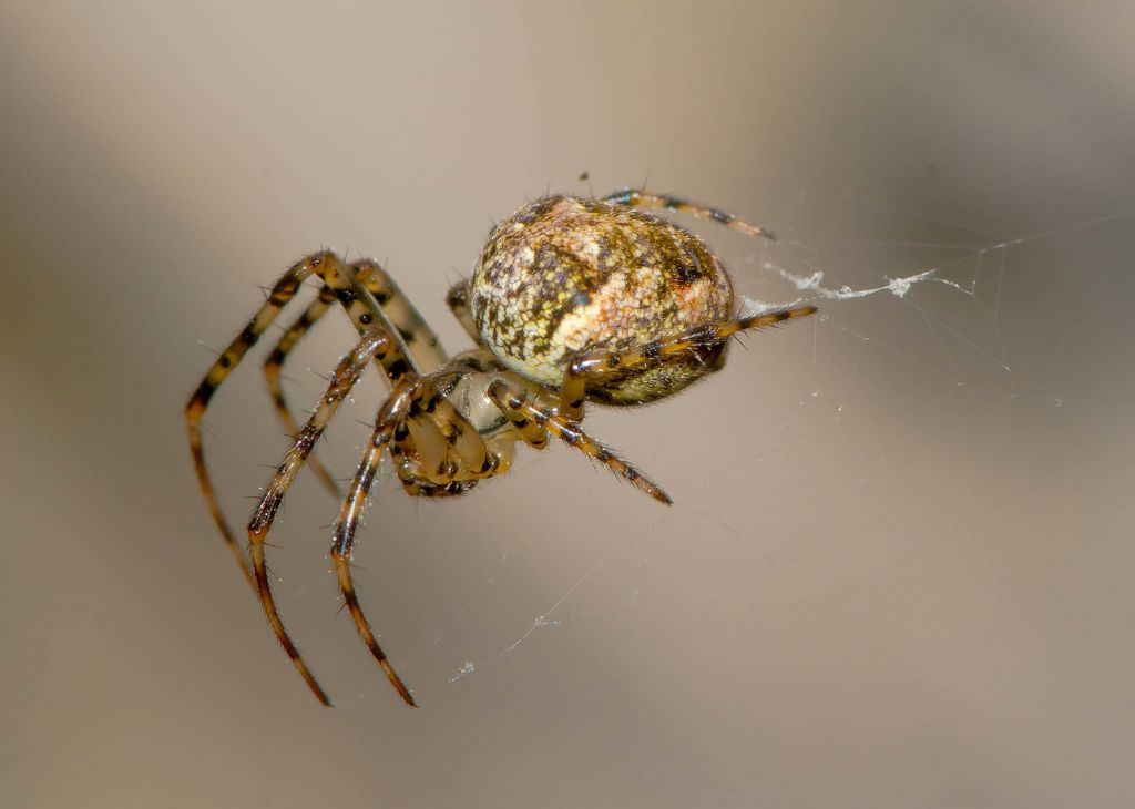 Theridion ? No, Metellina sp. - Monti Berici (VI)